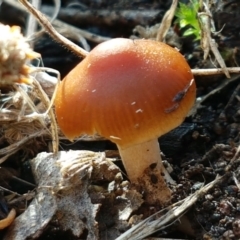 Cortinarius sp. (Cortinarius) at Latham, ACT - 6 Jun 2021 by trevorpreston