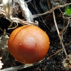 Cortinarius sp. at Latham, ACT - 6 Jun 2021