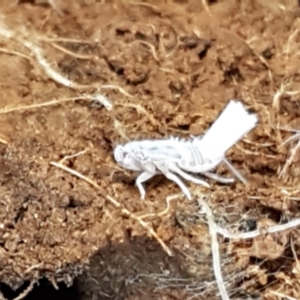 Fulgoroidea sp. (superfamily) at Latham, ACT - 6 Jun 2021