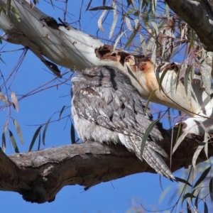 Podargus strigoides at Acton, ACT - 6 Jun 2021