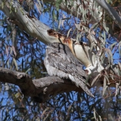 Podargus strigoides at Acton, ACT - 6 Jun 2021