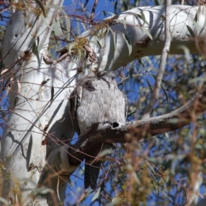 Podargus strigoides at Acton, ACT - 6 Jun 2021