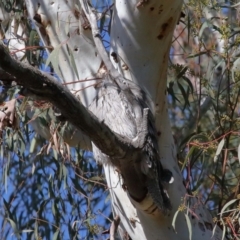 Podargus strigoides at Acton, ACT - 6 Jun 2021