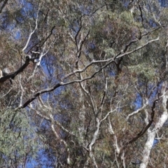 Podargus strigoides at Acton, ACT - 6 Jun 2021