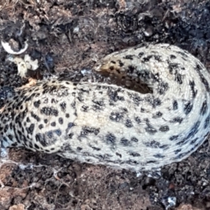 Limax maximus at Latham, ACT - 6 Jun 2021