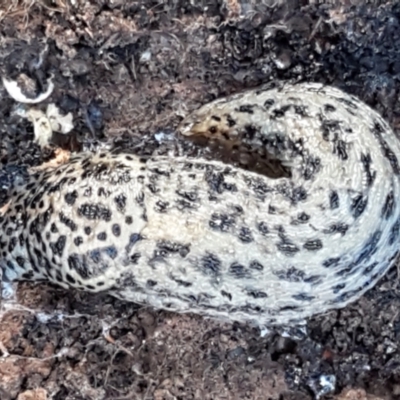 Limax maximus (Leopard Slug, Great Grey Slug) at Latham, ACT - 6 Jun 2021 by tpreston