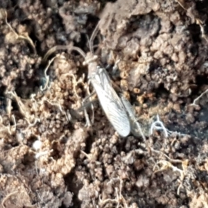 Melanacanthus scutellaris at Latham, ACT - 6 Jun 2021