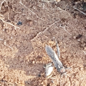 Melanacanthus scutellaris at Latham, ACT - 6 Jun 2021