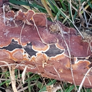 Corticioid fungi at Latham, ACT - 6 Jun 2021