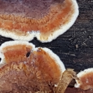 Corticioid fungi at Latham, ACT - 6 Jun 2021