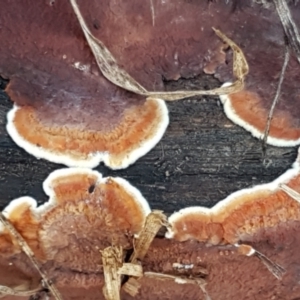 Corticioid fungi at Latham, ACT - 6 Jun 2021