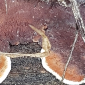 Corticioid fungi at Latham, ACT - 6 Jun 2021