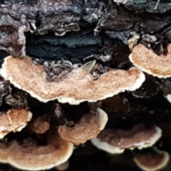 Unidentified Shelf-like to hoof-like & usually on wood at Umbagong District Park - 6 Jun 2021 by tpreston