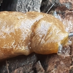 Limacus flavus (Yellow Cellar Slug) at Latham, ACT - 6 Jun 2021 by trevorpreston