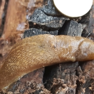 Limacus flavus at Latham, ACT - 6 Jun 2021