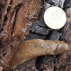 Limacus flavus at Latham, ACT - 6 Jun 2021