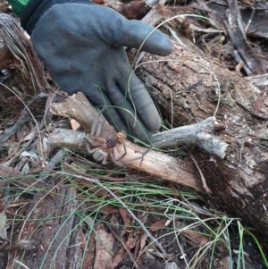 Delena cancerides at Nanima, NSW - 5 Jun 2021