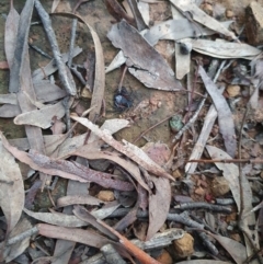 Gnaphosidae or Trochanteriidae (families) (Flat spider) at Nanima, NSW - 5 Jun 2021 by MunWhoop