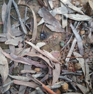 Gnaphosidae or Trochanteriidae (families) at Nanima, NSW - 5 Jun 2021