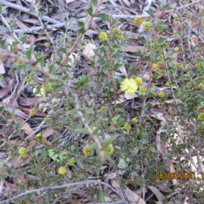 Acacia gunnii (Ploughshare Wattle) at Block 402 - 6 Jun 2021 by Jean