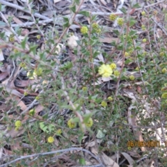 Acacia gunnii (Ploughshare Wattle) at Stromlo, ACT - 6 Jun 2021 by Jean