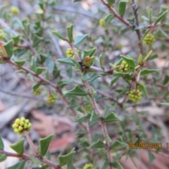 Acacia gunnii at Stromlo, ACT - 6 Jun 2021