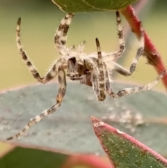 Araneidae (family) (Orb weaver) at Murrumbateman, NSW - 5 Jun 2021 by SimoneC