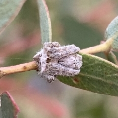 Araneidae (family) at Murrumbateman, NSW - 5 Jun 2021