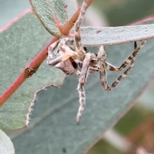 Araneidae (family) at Murrumbateman, NSW - 5 Jun 2021 12:36 PM