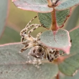 Araneidae (family) at Murrumbateman, NSW - 5 Jun 2021 12:36 PM