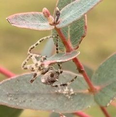 Araneidae (family) at Murrumbateman, NSW - 5 Jun 2021