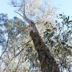 Eucalyptus blakelyi (Blakely's Red Gum) at Wodonga - 5 Jun 2021 by KylieWaldon