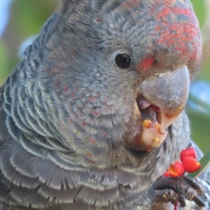 Callocephalon fimbriatum at Griffith, ACT - suppressed