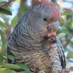 Callocephalon fimbriatum at Griffith, ACT - 6 Jun 2021