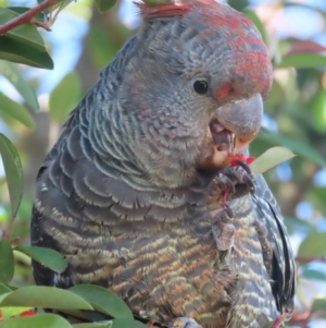 Callocephalon fimbriatum at Griffith, ACT - 6 Jun 2021