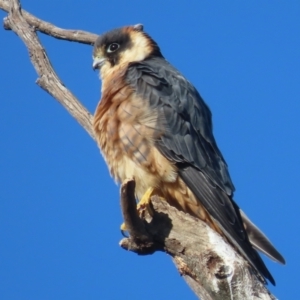 Falco longipennis at Garran, ACT - 5 Jun 2021 02:04 PM