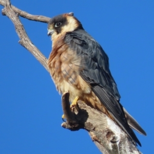 Falco longipennis at Garran, ACT - 5 Jun 2021