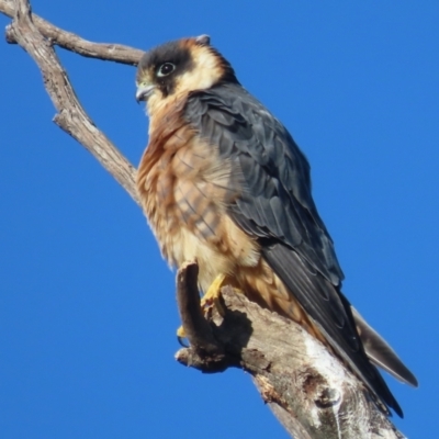 Falco longipennis (Australian Hobby) at Red Hill Nature Reserve - 5 Jun 2021 by roymcd