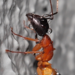 Camponotus consobrinus at Downer, ACT - 3 Jun 2021