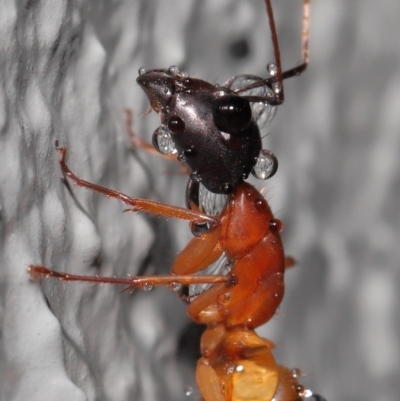 Camponotus consobrinus (Banded sugar ant) at Downer, ACT - 3 Jun 2021 by TimL