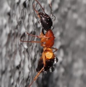 Camponotus consobrinus at Downer, ACT - 3 Jun 2021 10:55 AM