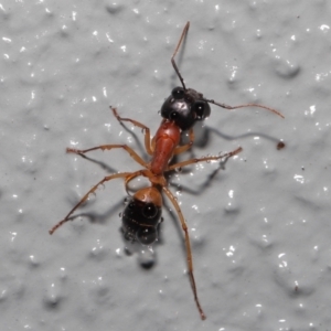 Camponotus consobrinus at Downer, ACT - 3 Jun 2021 10:55 AM