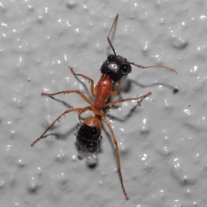 Camponotus consobrinus at Downer, ACT - 3 Jun 2021