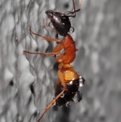 Camponotus consobrinus at Downer, ACT - 3 Jun 2021 10:55 AM