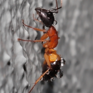 Camponotus consobrinus at Downer, ACT - 3 Jun 2021