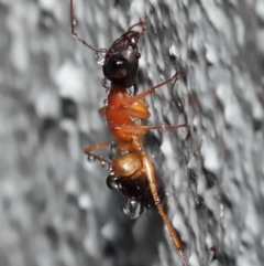 Camponotus consobrinus at Downer, ACT - 3 Jun 2021 10:55 AM