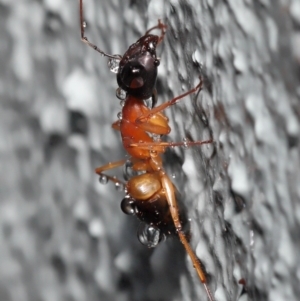 Camponotus consobrinus at Downer, ACT - 3 Jun 2021