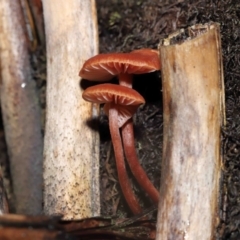 Laccaria sp. (Laccaria) at Acton, ACT - 3 Jun 2021 by TimL