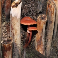 Laccaria sp. at Acton, ACT - 3 Jun 2021