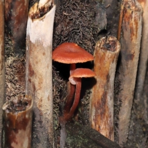 Laccaria sp. at Acton, ACT - 3 Jun 2021